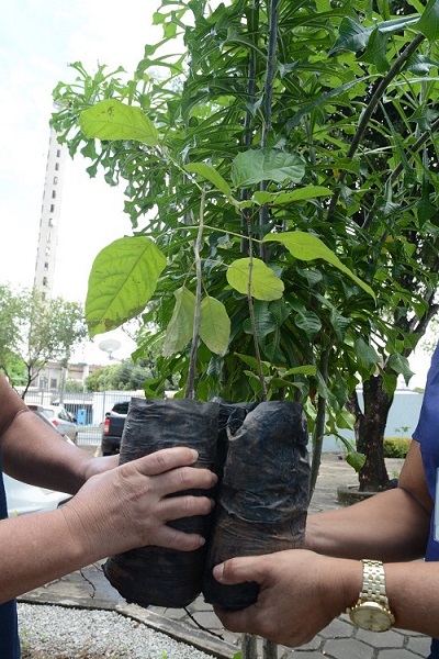 Mãos de duas pessoas segurando duas mudas de plantas distribuídas em ação socioambiental.