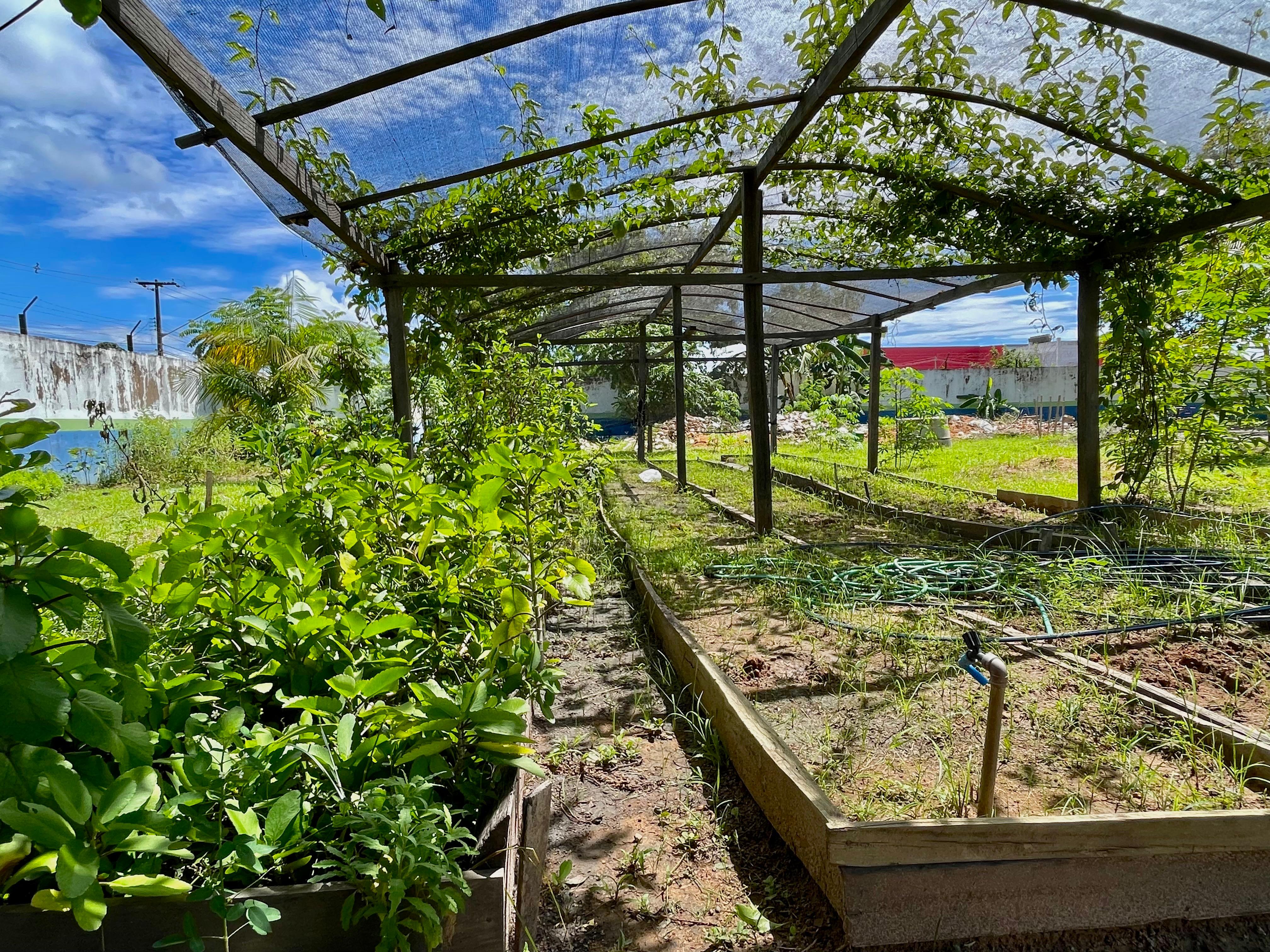 Poder Judiciário divulga inscrições para voluntários contribuírem com horta sensorial adaptada