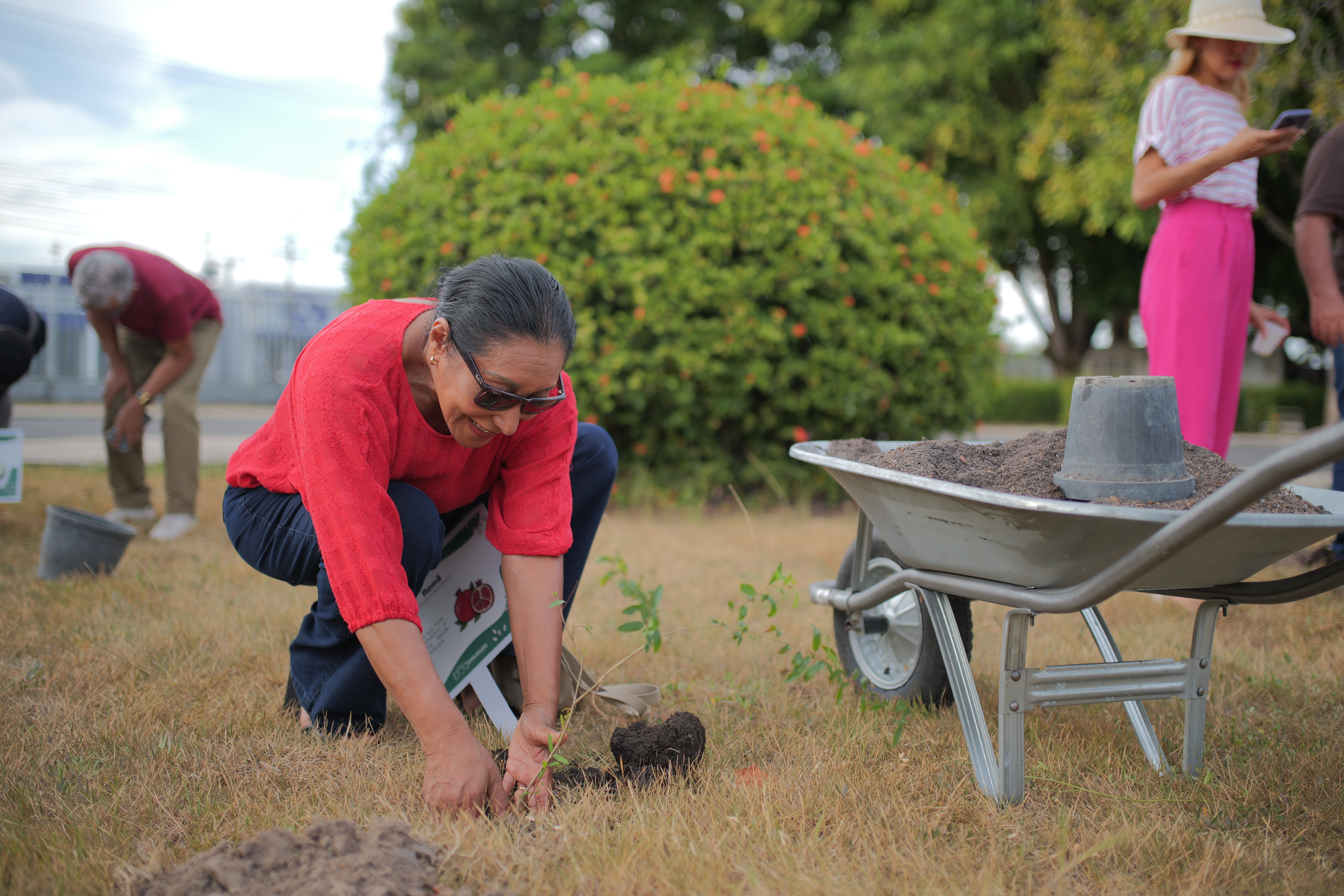 imagem colorida mostra uma servidora aposentada do TJRR plantando uma muda de árvore frutífera.