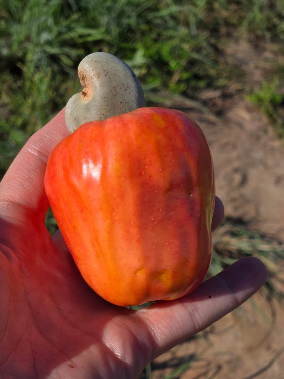 Imagem colorida mostra, em primeiro plano, um caju maduro segurado por uma pessoa. Ao fundo, aparece parte da área cultivada do pomar, com vegetação e solo exposto. Imagem colorida mostra, em primeiro plano, um caju maduro segurado por uma pessoa. Ao fundo, aparece parte da área cultivada do pomar, com vegetação e solo exposto.