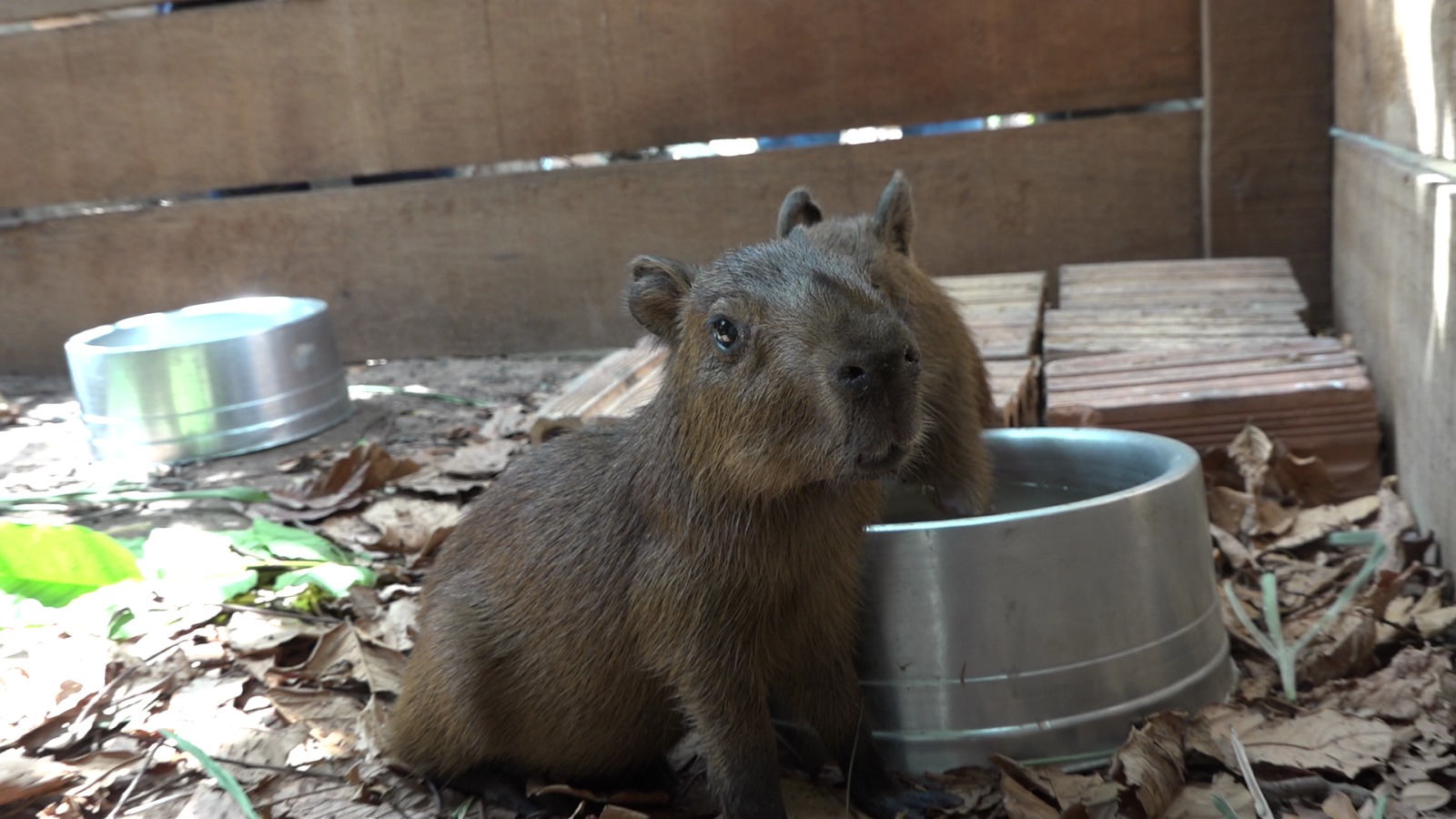 Imagem colorida mostrando dois filhotes de capivara