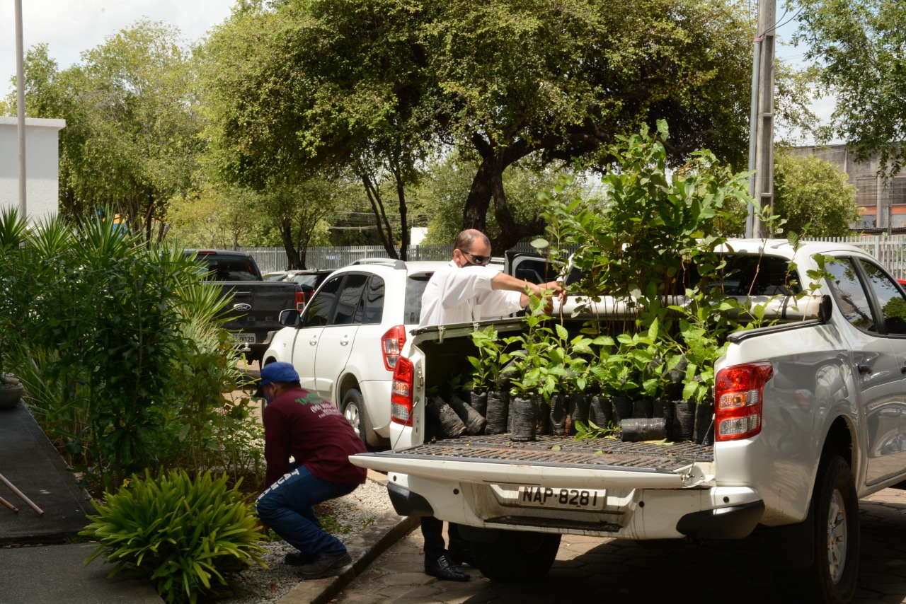 Mudas de plantas são distribuídas para servidores em alusão ao Dia da Árvore