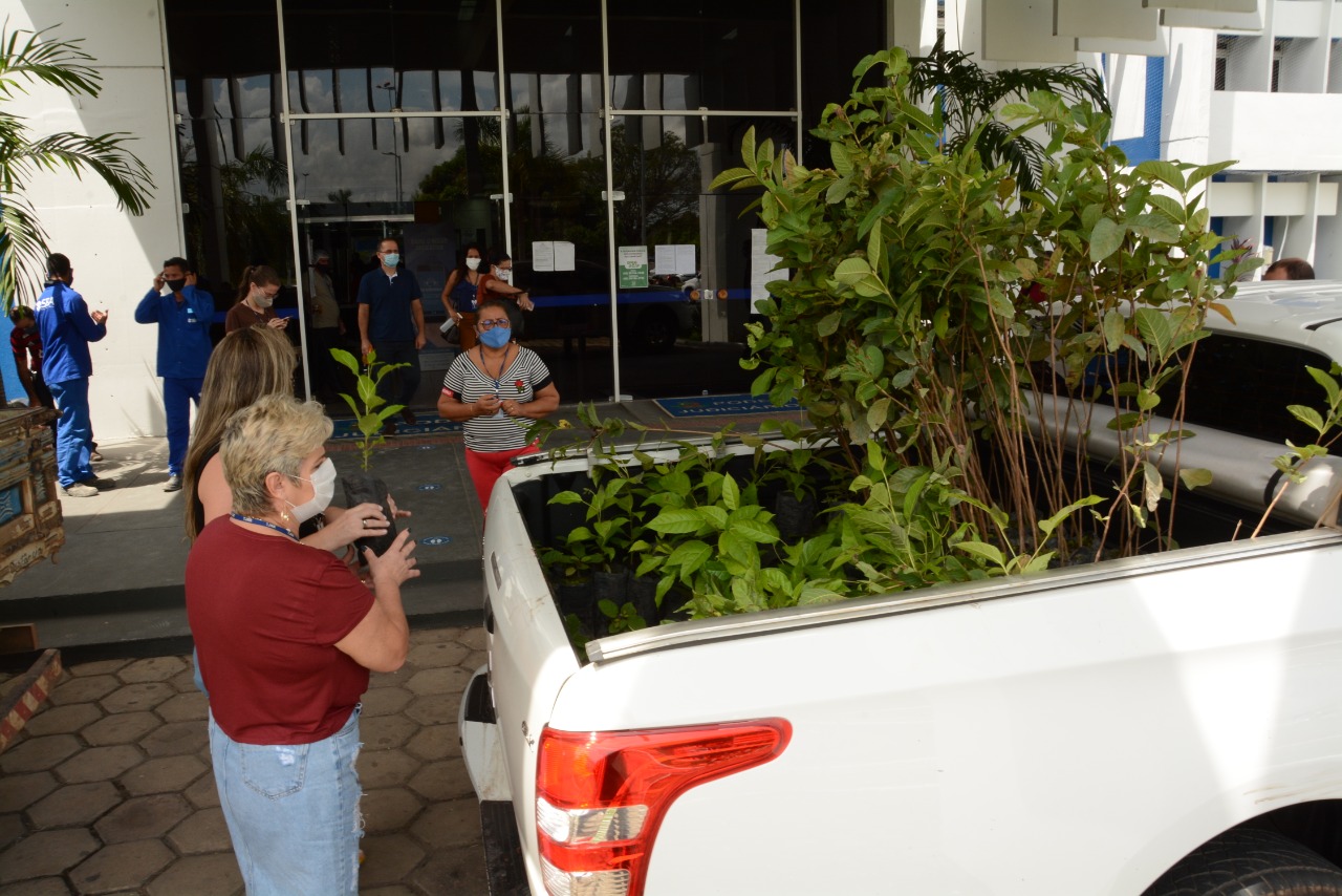 Mudas de plantas são distribuídas para servidores em alusão ao Dia da Árvore